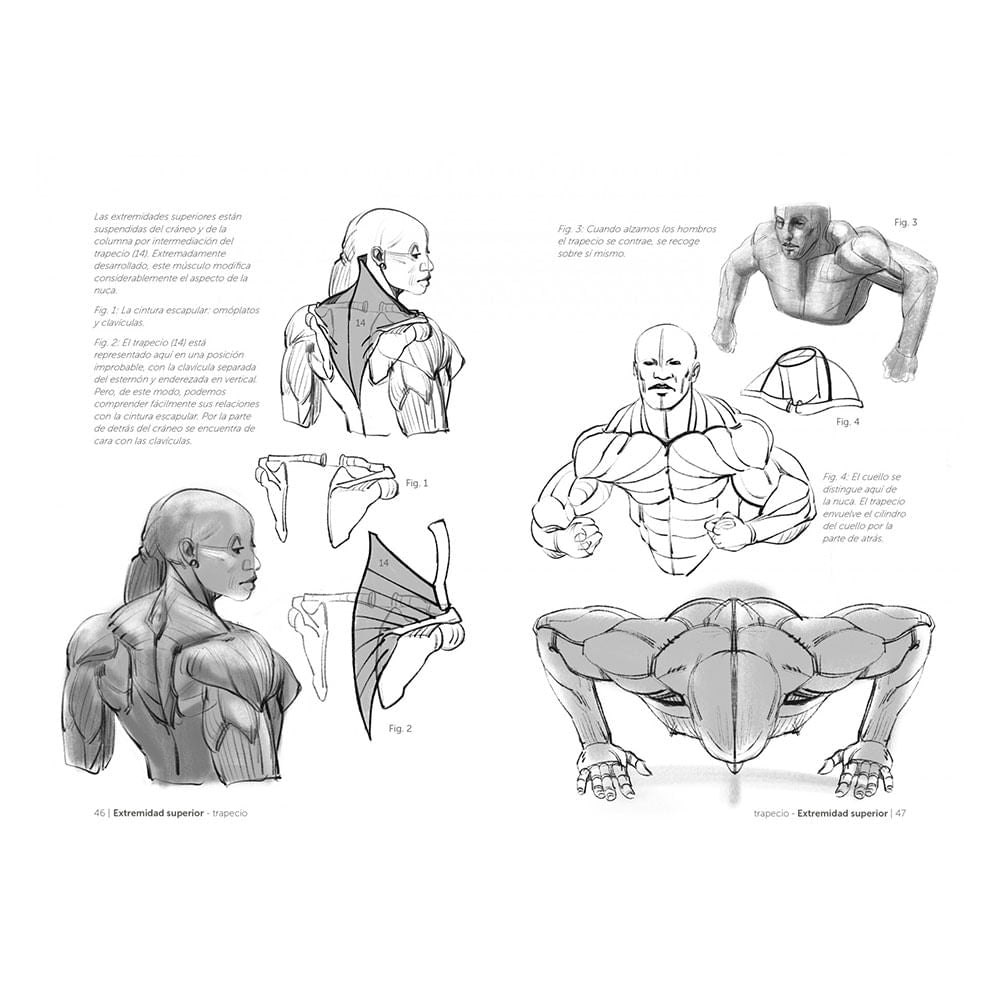 Libro Anatomía Artística 7; Cuerpos Musculados de Michel